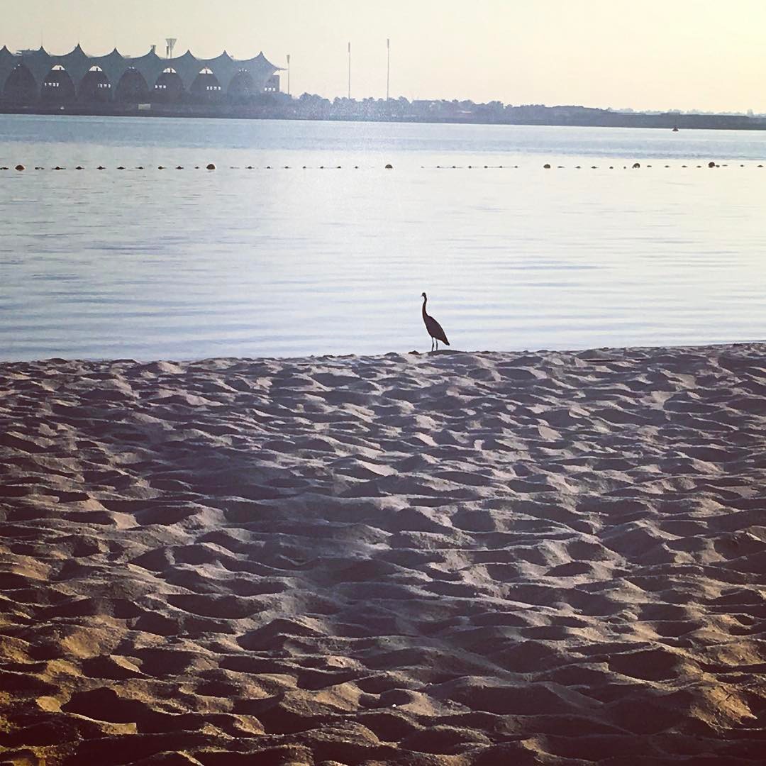 Been doing my exercise on the beach recently. Usually along side this fella catching his breakfast. We kinda just leave each other to it.