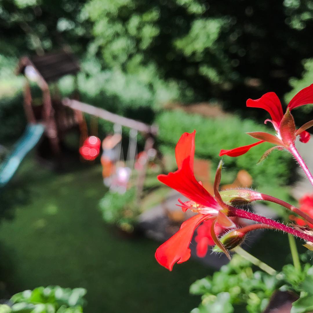 Cottage garden.