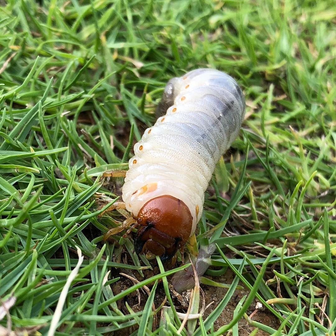 Spotted this in the park. Scarab beetle grub, I believe. #inabudhabi 😯