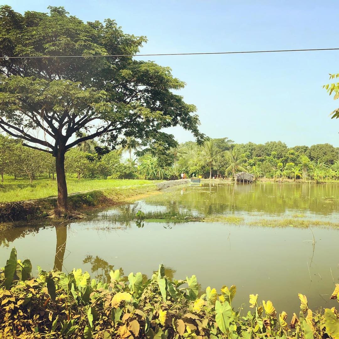 Here in Kolkata our journey out to the office this morning took us through some incredible farmland.