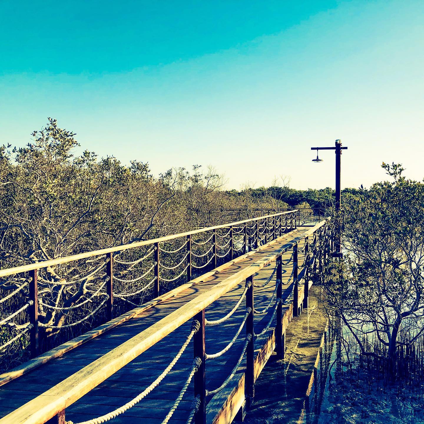 Sunset walk through the mangroves.