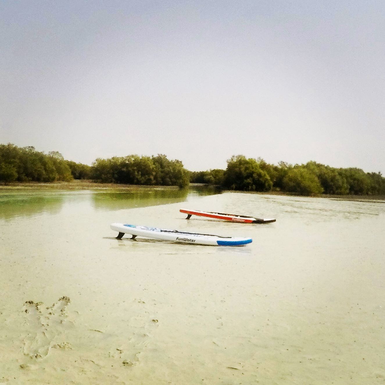 Mangrove paddle.