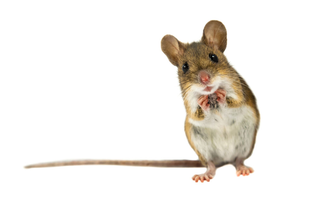 Startled field mouse, isolated on white background.