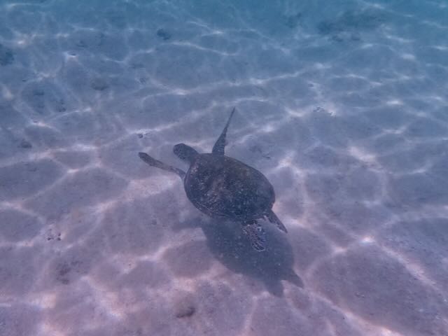 Turtle swimming under water.